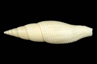 藏品(白筆螺)的圖片